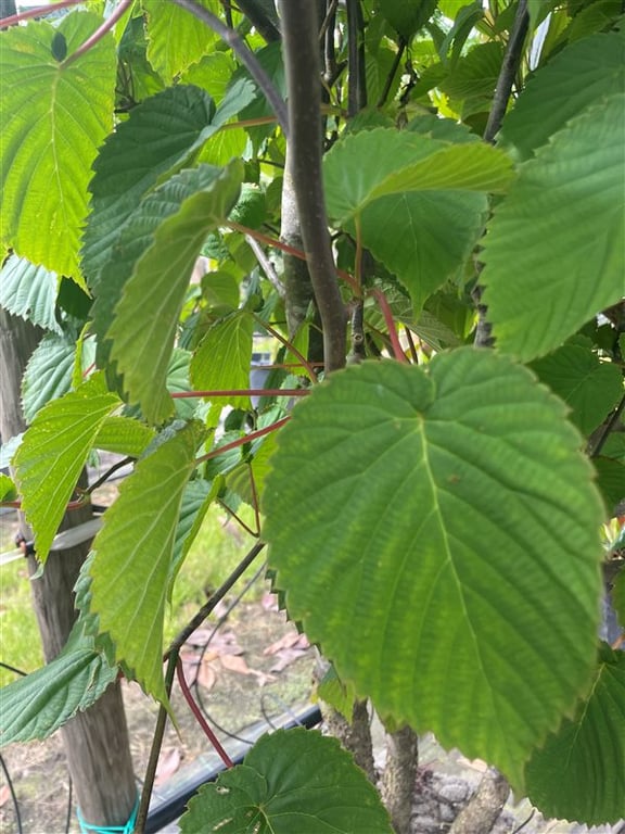 Davidia involucrata