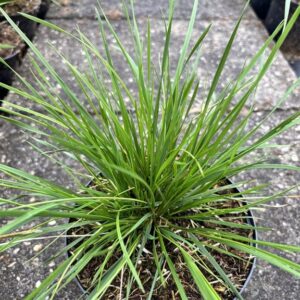 Deschampsia cesp. ‘Bronzeschleier’