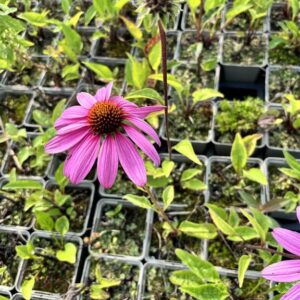 Echinacea p. ‘Double-Decker’