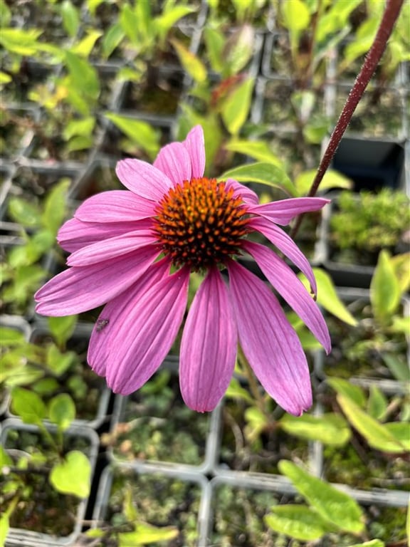 Echinacea p. ‘Double-Decker’