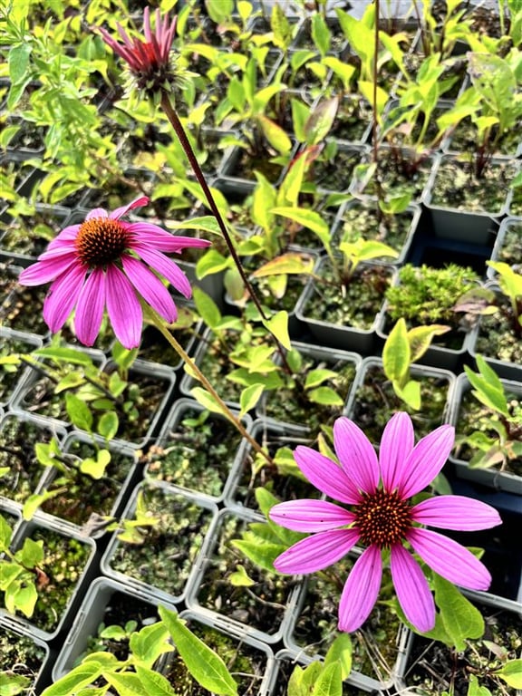 Echinacea p. ‘Double-Decker’