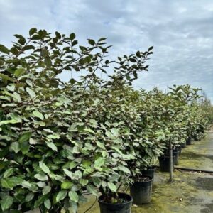 Elaeagnus ebb. ‘Compacta’