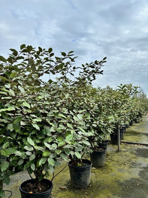 Elaeagnus ebb. ‘Compacta’