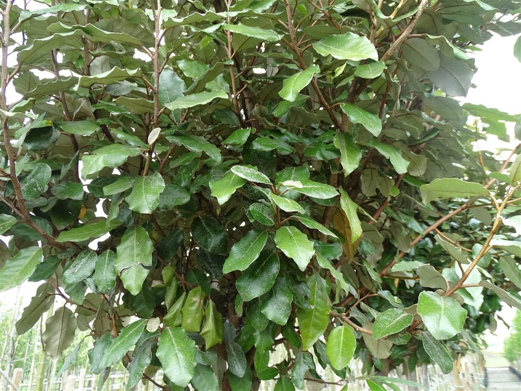 Elaeagnus ebb. ‘Compacta’