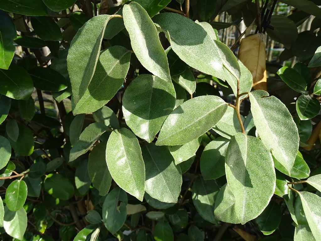 Elaeagnus ebbingei