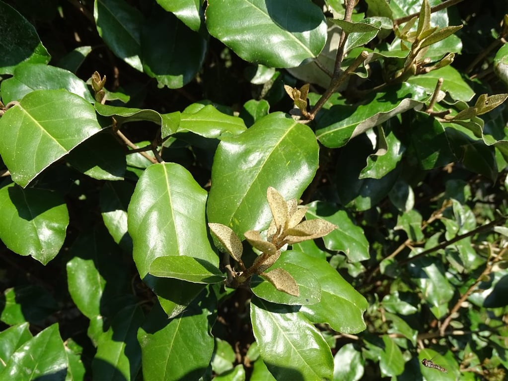 Elaeagnus ebbingei