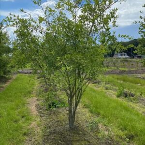 Euonymus europaeus