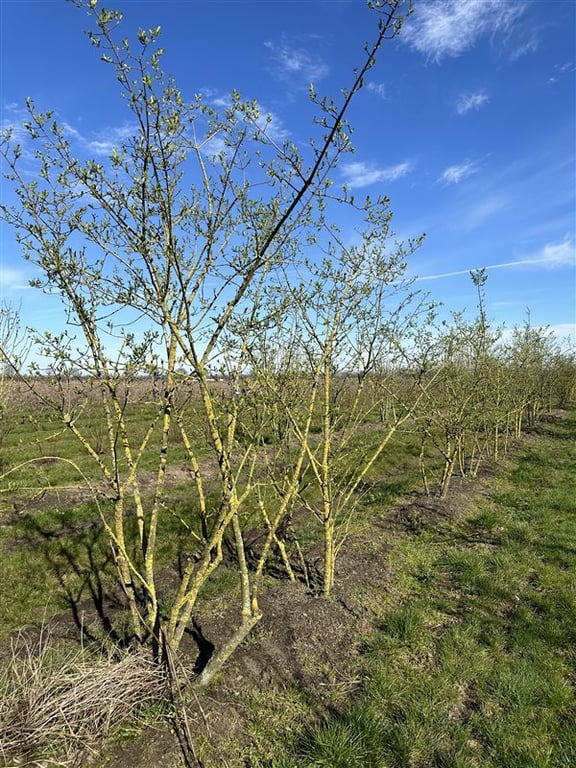 Euonymus europaeus