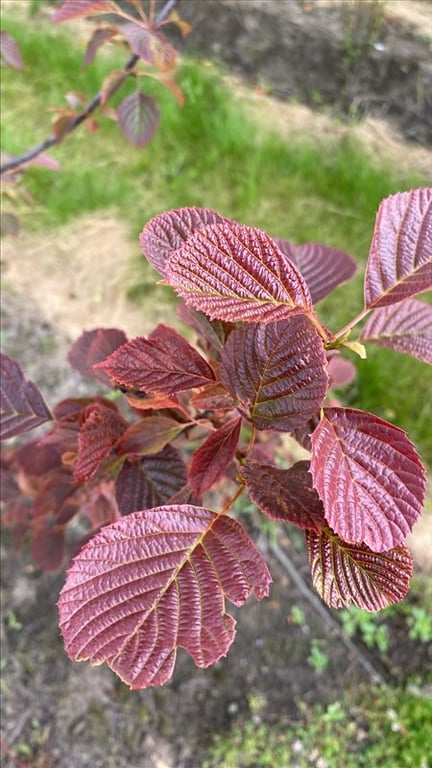 Euptelea pleiosperma