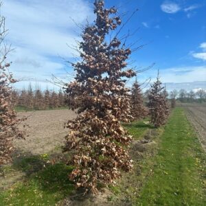 Fagus syl. ‘Atropunicea’