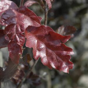 Fagus syl. ‘Atropunicea’