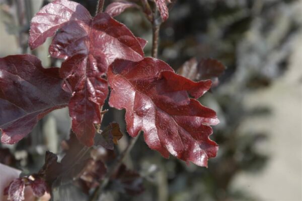 Fagus syl. ‘Atropunicea’