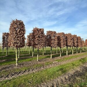 Fagus sylvatica