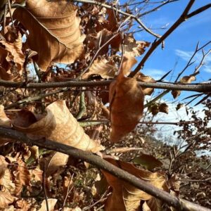 Fagus sylvatica