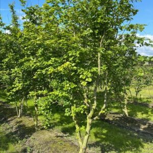 Fagus sylvatica