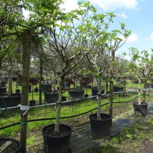 Ficus carica