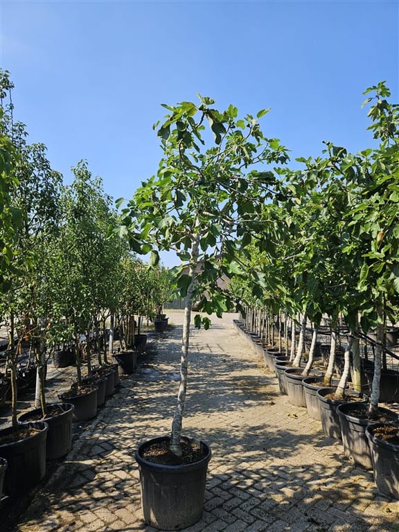 Ficus carica