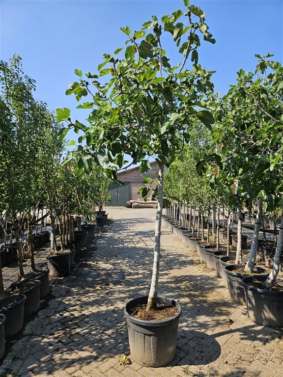 Ficus carica