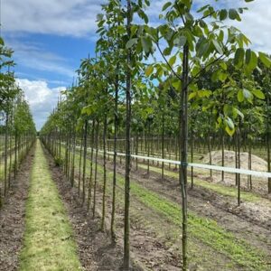 Fraxinus e. ‘Westhof’s Glorie’