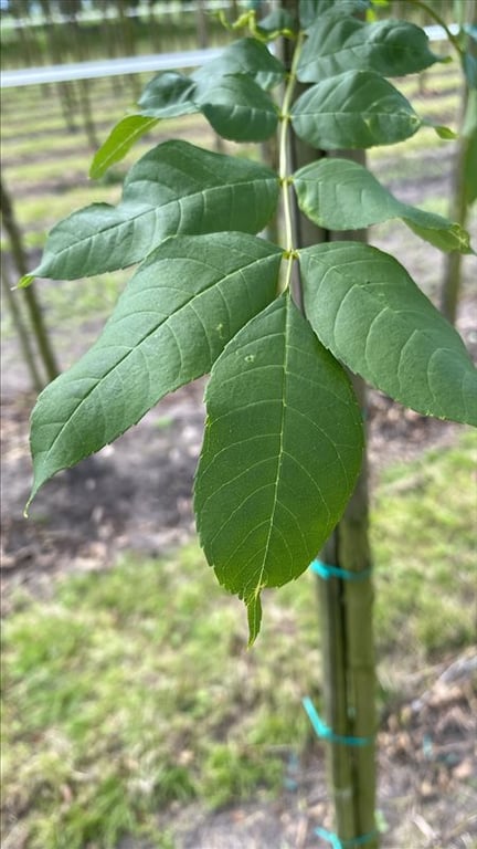 Fraxinus e. ‘Westhof’s Glorie’