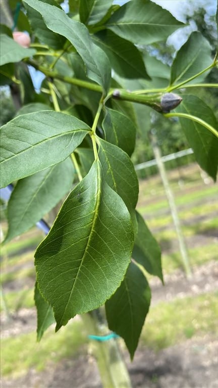 Fraxinus ornus