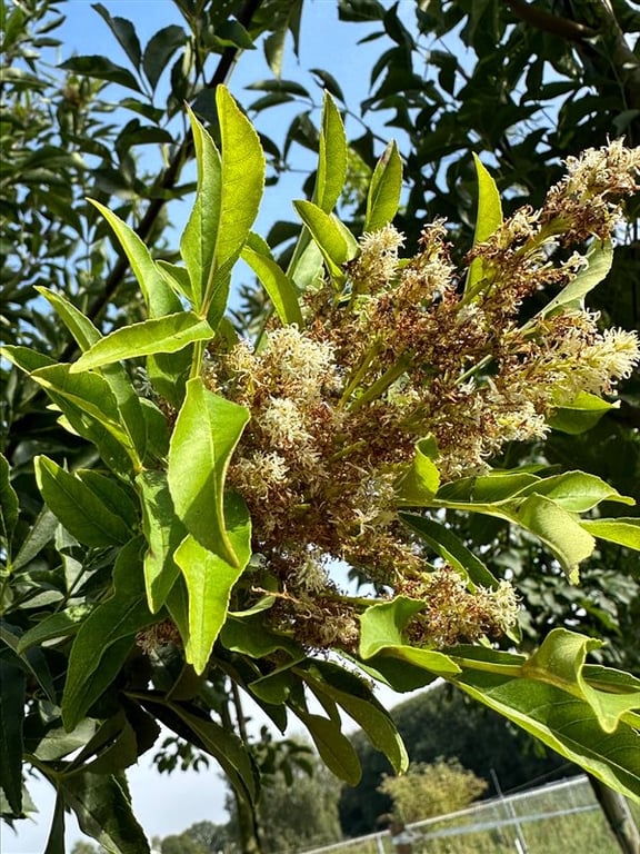 Fraxinus ornus