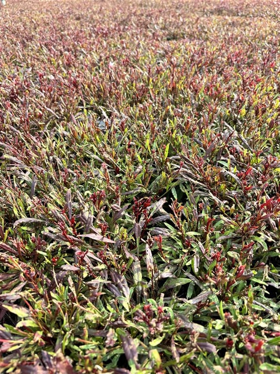 Gaura l. Gaudi Rose