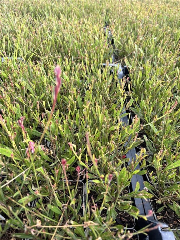 Gaura l. ‘Siskiyou Pink’