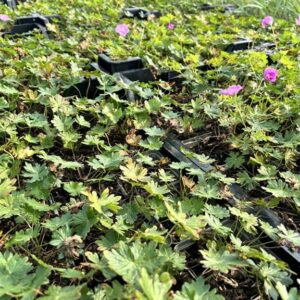 Geranium ‘Blushing Turtle’