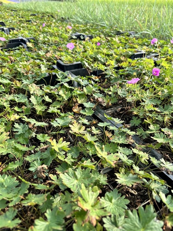 Geranium ‘Blushing Turtle’