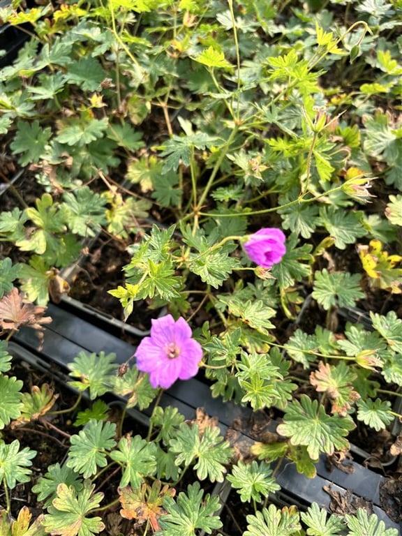 Geranium ‘Blushing Turtle’