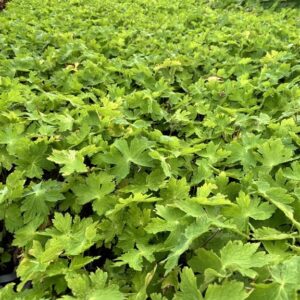 Geranium phaeum