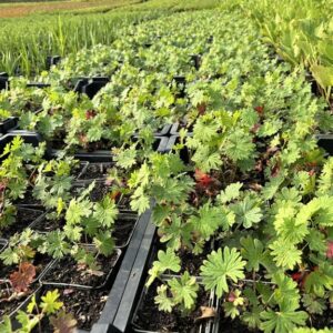 Geranium ‘Tiny Monster’