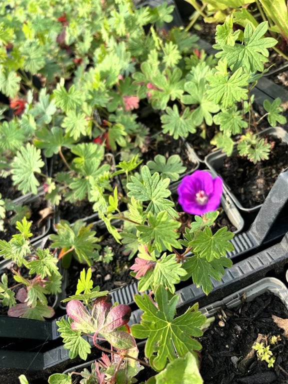 Geranium ‘Tiny Monster’