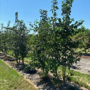 Ginkgo biloba