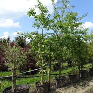 Ginkgo biloba