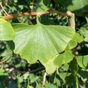 Ginkgo biloba