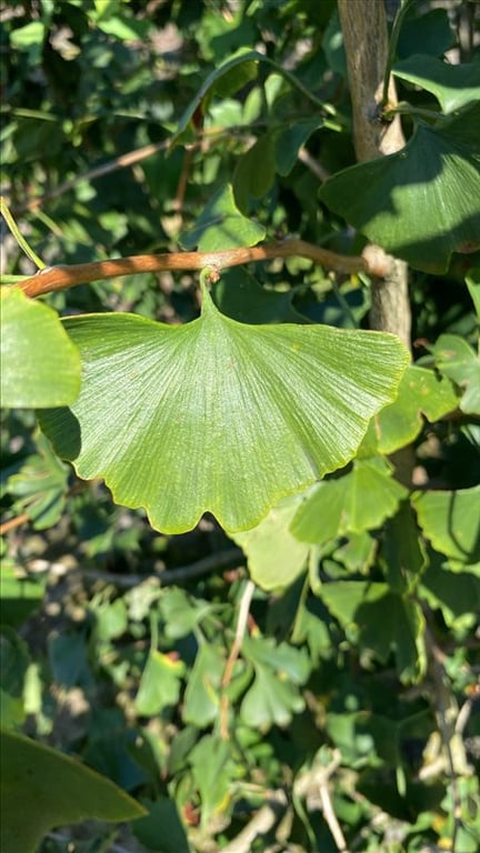 Ginkgo biloba