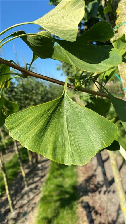 Ginkgo biloba