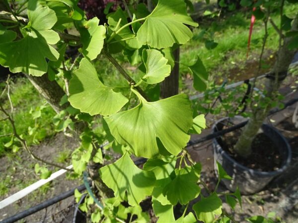 Ginkgo biloba