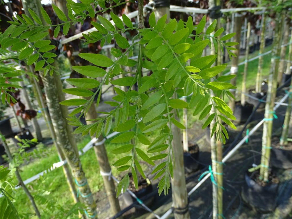 Gleditsia triac. ‘Emerald Cascade’