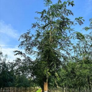 Gleditsia triac. ‘Skyline’