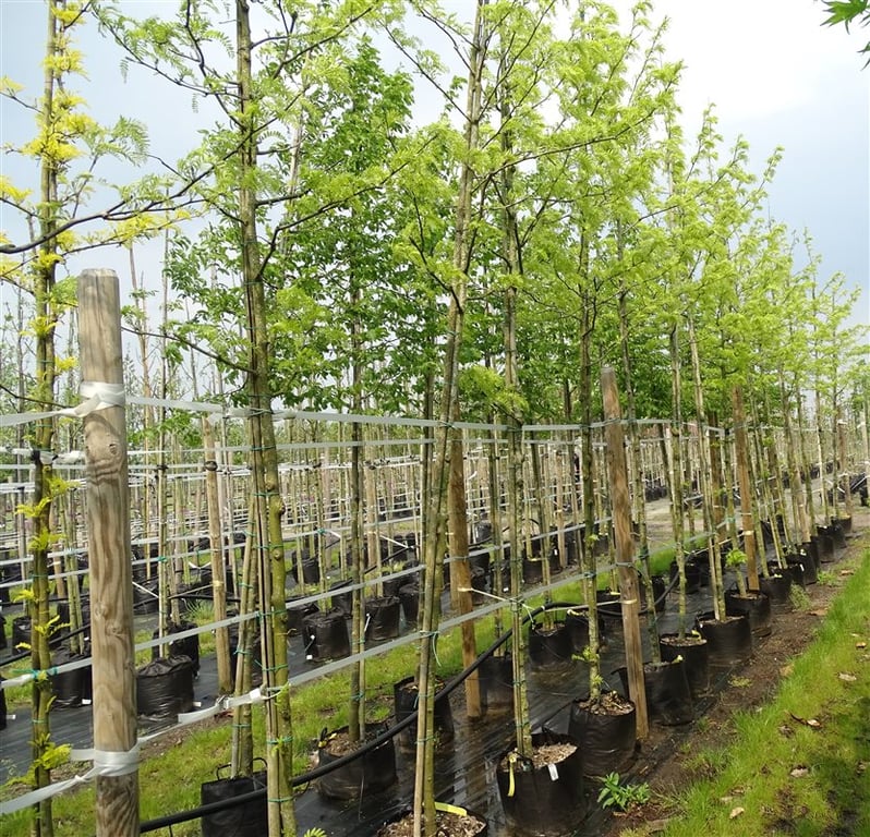 Gleditsia triac. ‘Skyline’