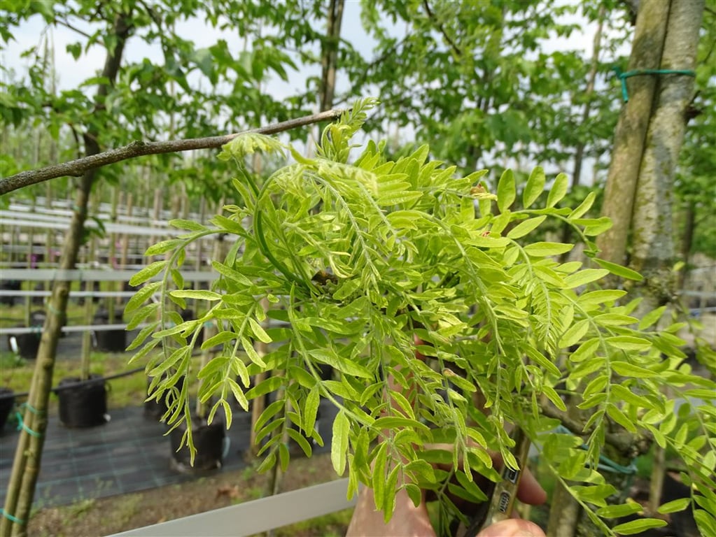 Gleditsia triac. ‘Skyline’