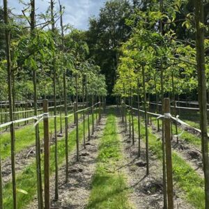 Gleditsia triac. ‘Sunburst’