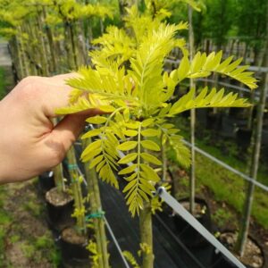 Gleditsia triac. ‘Sunburst’