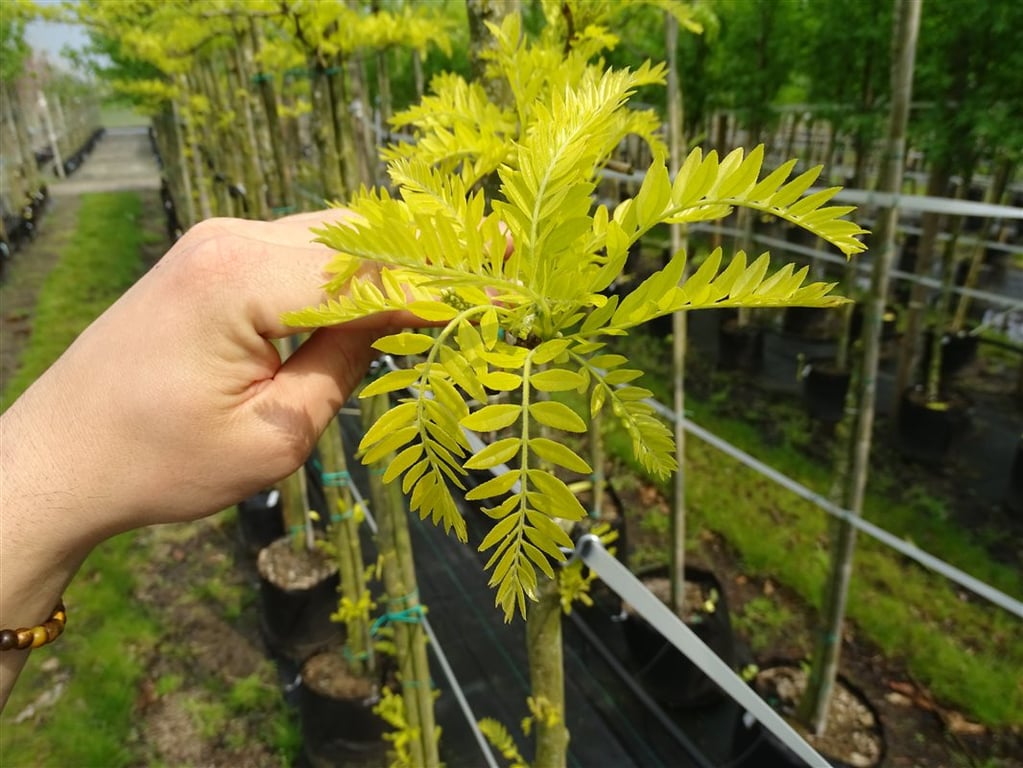 Gleditsia triac. ‘Sunburst’