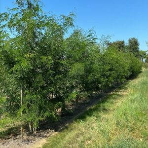 Gleditsia triacanthos inermis