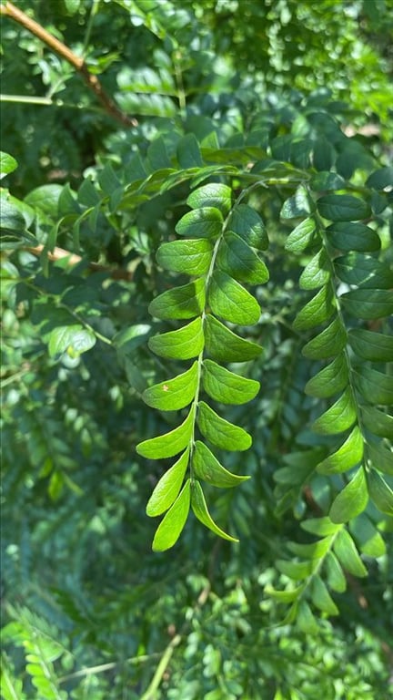 Gleditsia triacanthos inermis