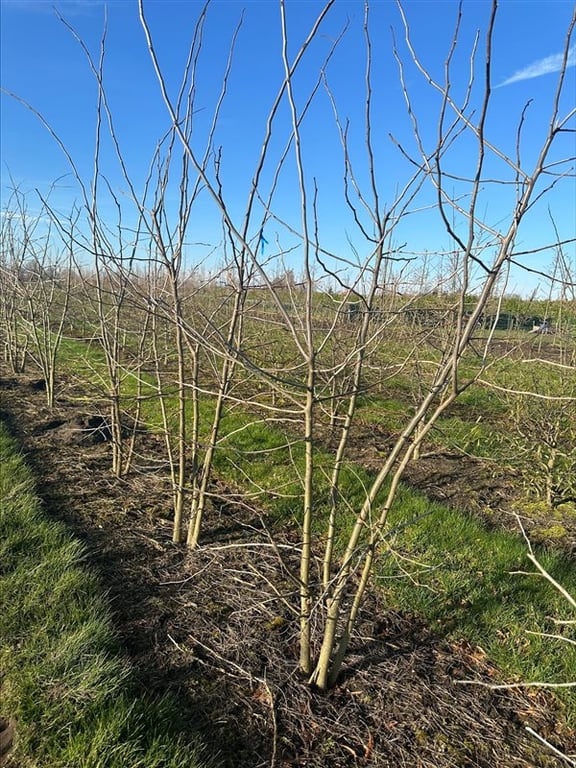 Gleditsia triacanthos inermis